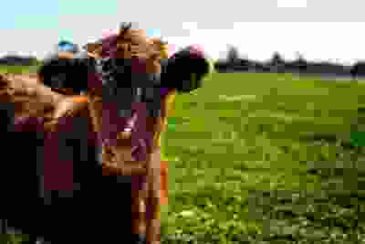 Cow in a field